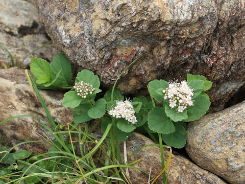 Spiraea betulifolia