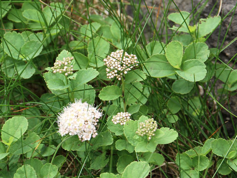 Spiraea betulifolia