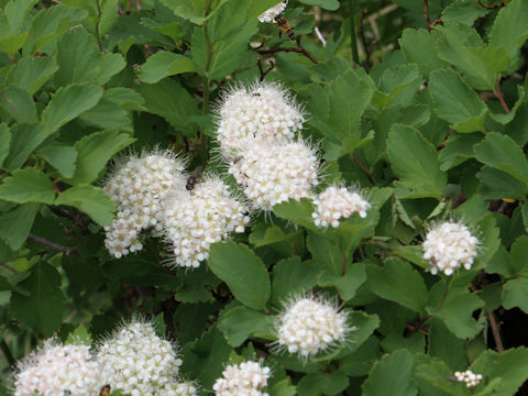 Spiraea betulifolia