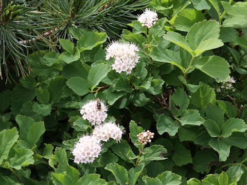 Spiraea betulifolia