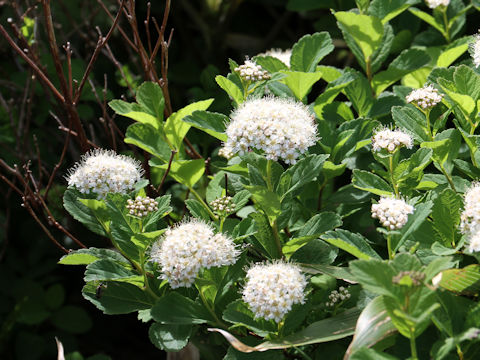 Spiraea betulifolia