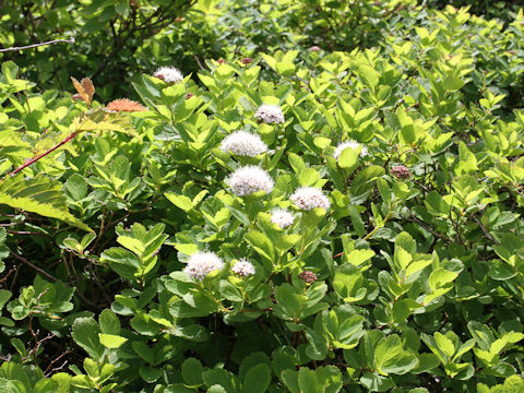 Spiraea betulifolia