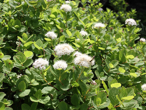 Spiraea betulifolia