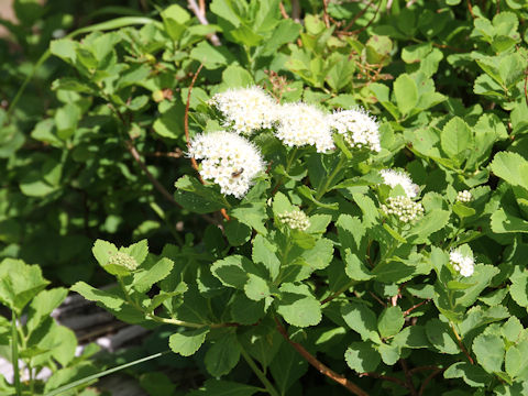 Spiraea betulifolia