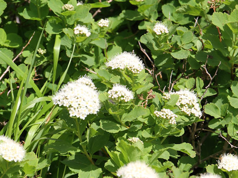 Spiraea betulifolia