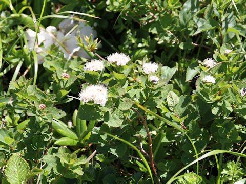 Spiraea betulifolia