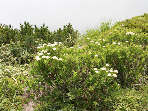 Spiraea betulifolia