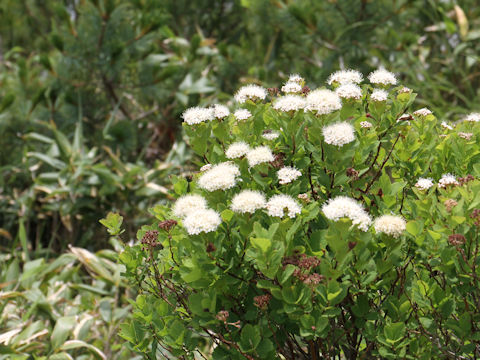 Spiraea betulifolia