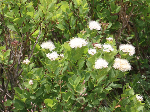 Spiraea betulifolia