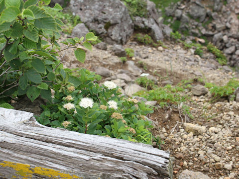 Spiraea betulifolia