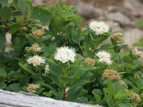 Spiraea betulifolia