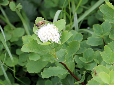 Spiraea betulifolia