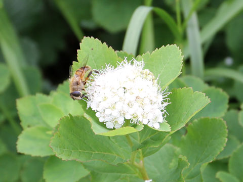 Spiraea betulifolia