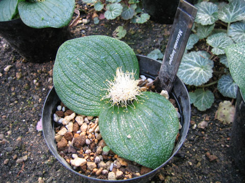 Massonia pustulata