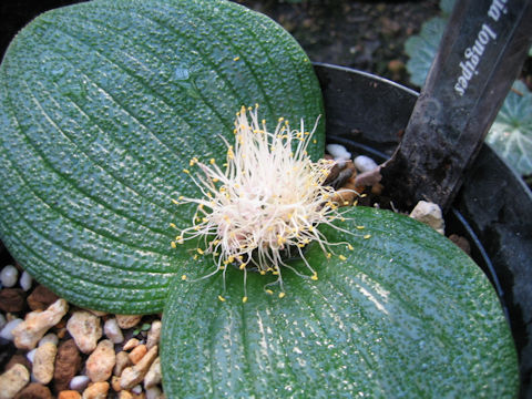 Massonia pustulata