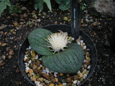 Massonia pustulata