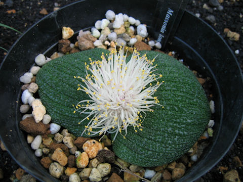 Massonia pustulata