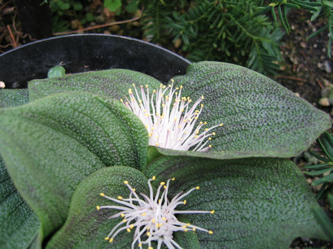 Massonia pustulata