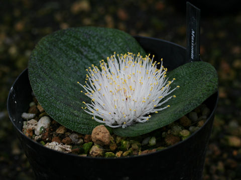 Massonia pustulata