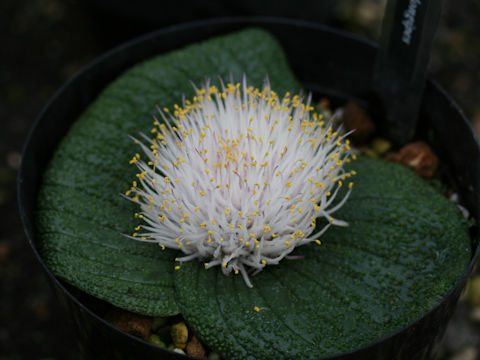 Massonia pustulata