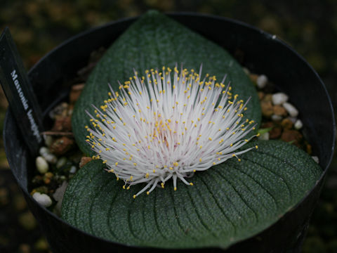 Massonia pustulata