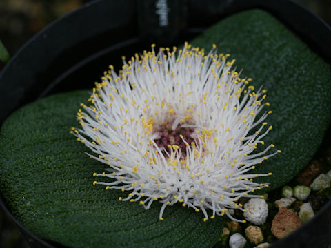 Massonia pustulata