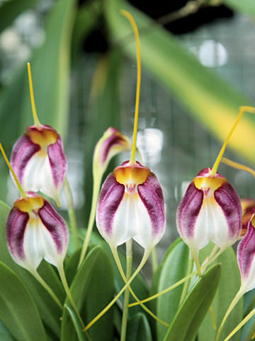 Masdevallia schroederiana