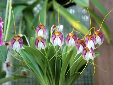 Masdevallia schroederiana