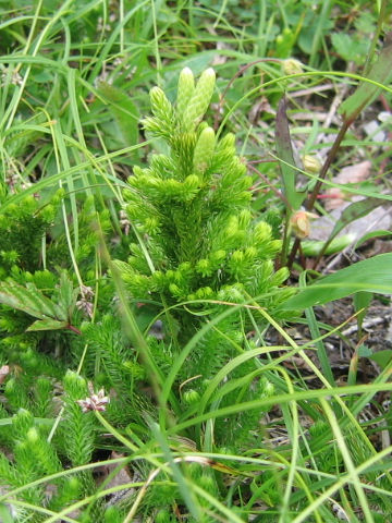 Lycopodium obscurum