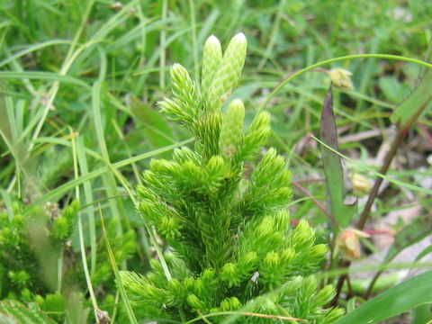 Lycopodium obscurum