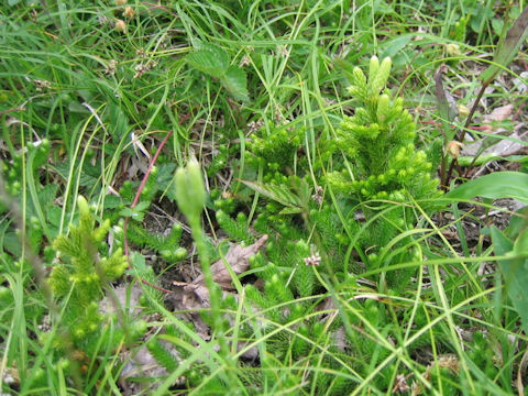 Lycopodium obscurum