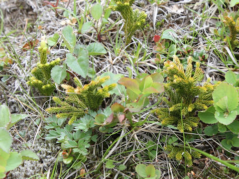 Lycopodium obscurum