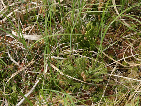 Lycopodium obscurum