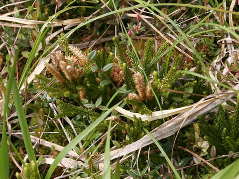 Lycopodium obscurum