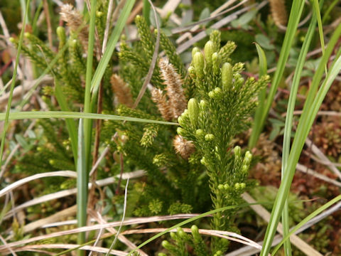 Lycopodium obscurum