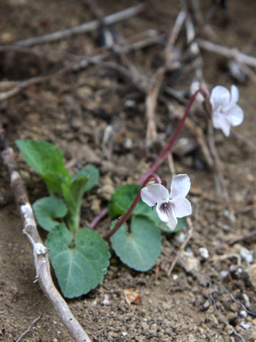 Viola keiskei