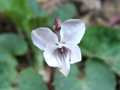 Viola keiskei