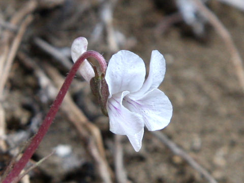 Viola keiskei