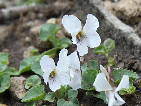 Viola keiskei