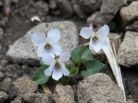 Viola keiskei