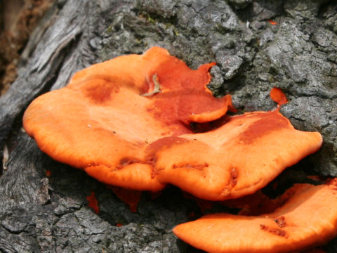 Laetiporus sulphureus var. miniatus