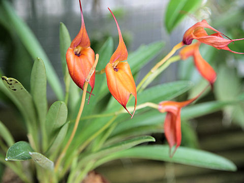 Masdevallia veitchiana