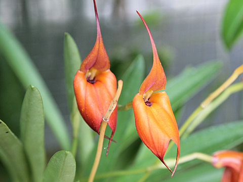 Masdevallia veitchiana