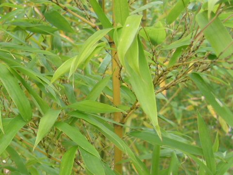 Phyllostachys bambusoides