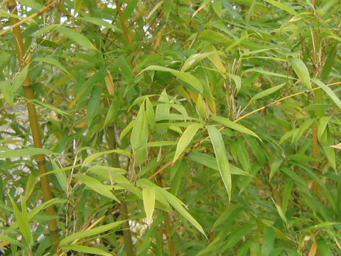 Phyllostachys bambusoides