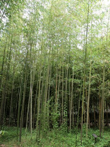 Phyllostachys bambusoides