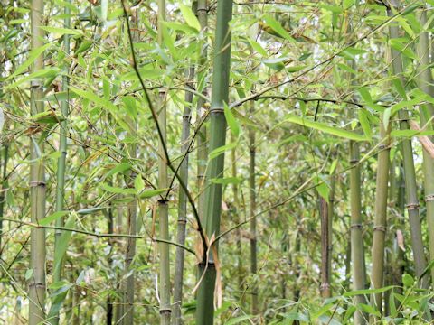 Phyllostachys bambusoides