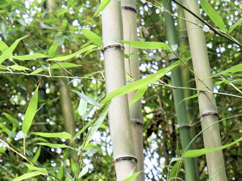 Phyllostachys bambusoides