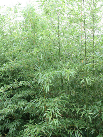 Phyllostachys bambusoides