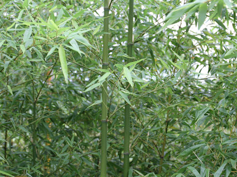 Phyllostachys bambusoides